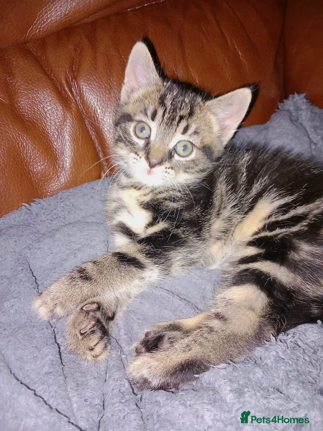 British Shorthair cats for sale: 3 Chunky Beautiful Cheeky Kittens - Advert 6