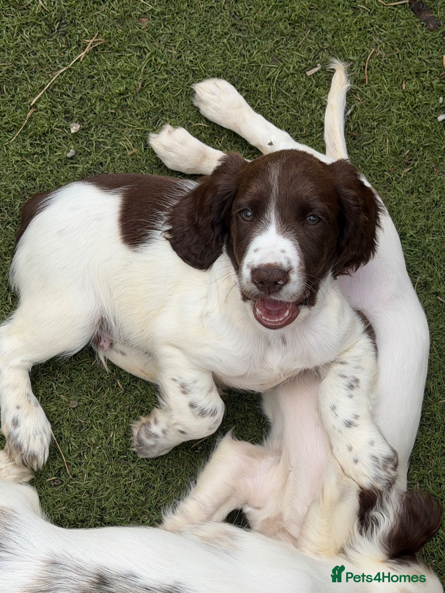 Cocker Spaniel dogs Cocker Spaniel Pups THEY BE ARE 9 WEEKS *3 LEFT - Advert 12