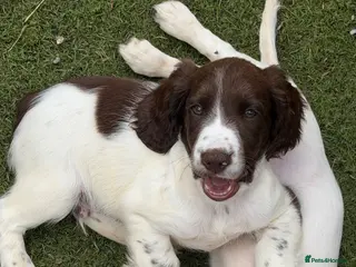 Cocker Spaniel dogs Cocker Spaniel Pups THEY BE ARE 9 WEEKS *3 LEFT - Advert 12