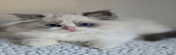 Ragdoll cats for sale: Stunning Blue Bicolour Pedigree Ragdoll Kittens  - Advert 4