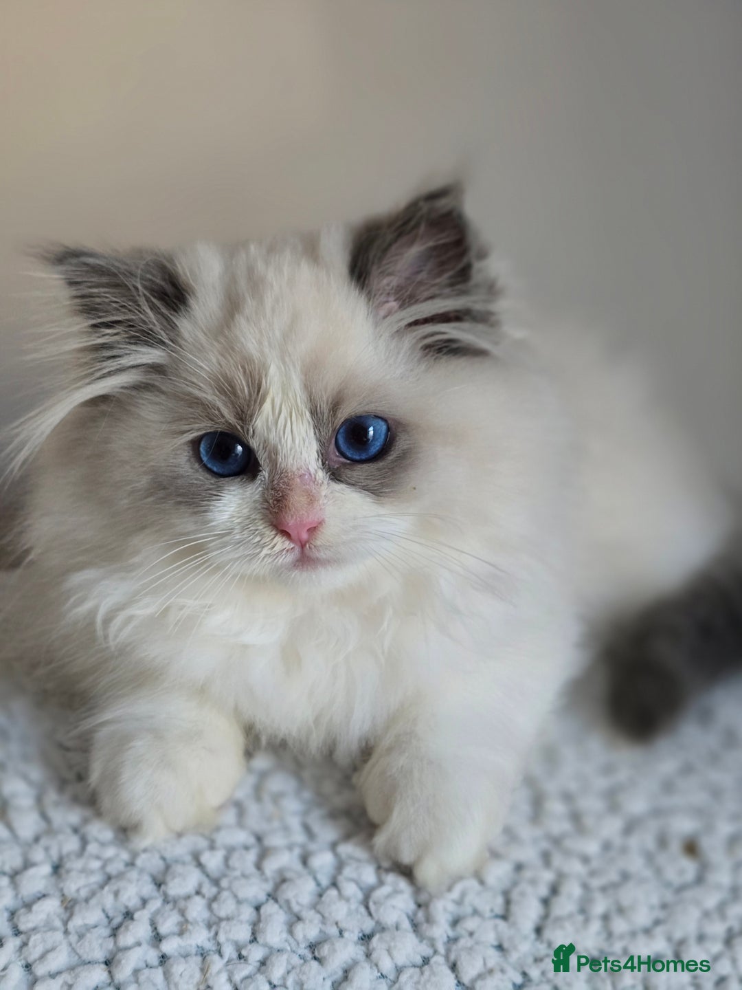 Ragdoll cats for sale: Stunning Blue Bicolour Pedigree Ragdoll Kittens  - Advert 4