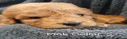 Cockapoo dogs for sale: Cockapoo Puppies PRA CLEAR - Advert 6