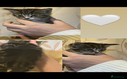 Mixed Breed cats for sale: Gorgeous kittens available  - Image 3