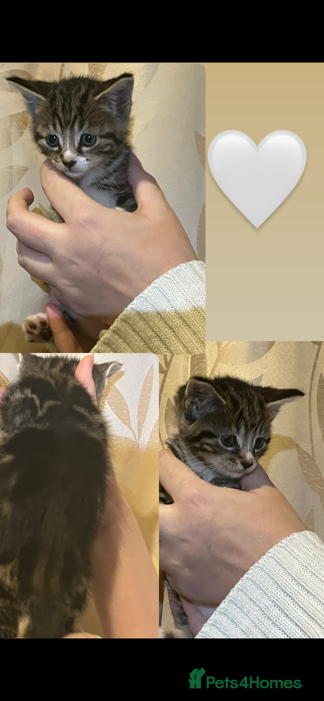 Mixed Breed cats for sale: Gorgeous kittens available  - Image 3