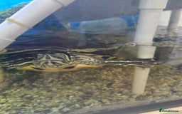 Turtle reptiles for sale: 3x Yellow slider turtles - Image 16