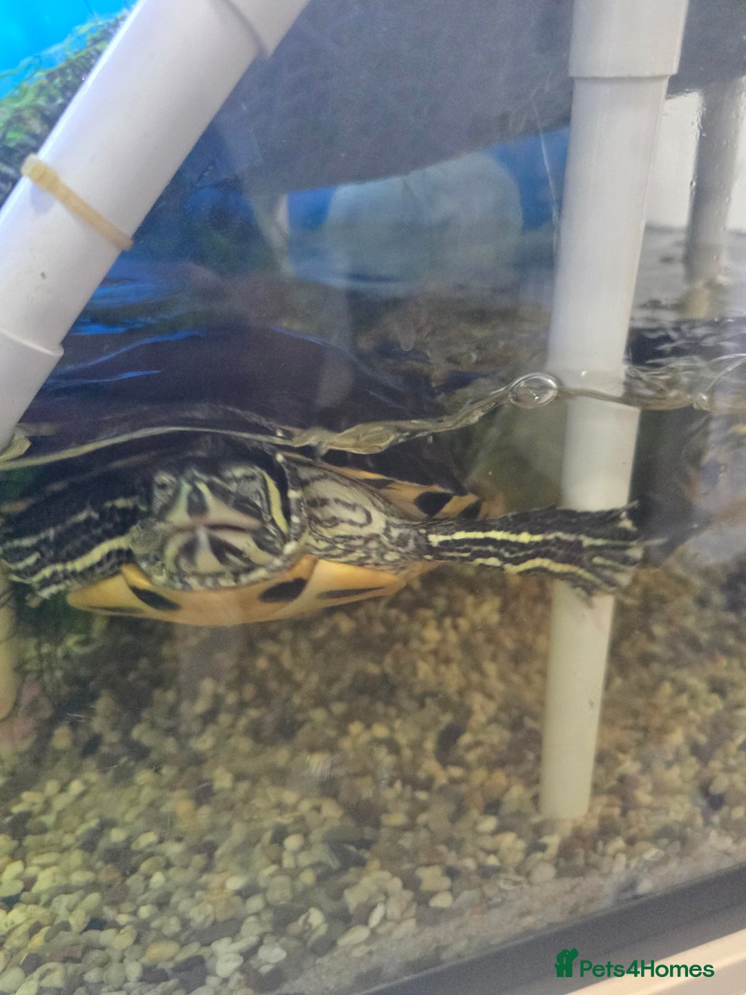 Turtle reptiles for sale: 3x Yellow slider turtles - Image 16