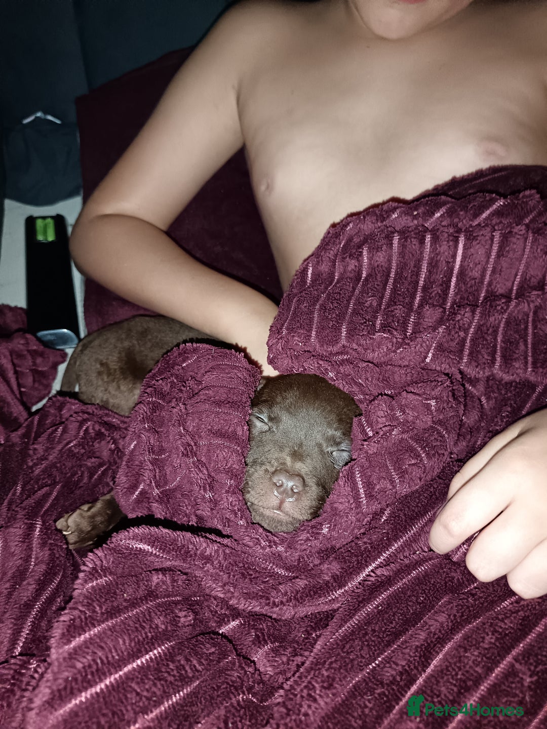 Mixed Breed dogs for sale: Staffy cross - Image 9