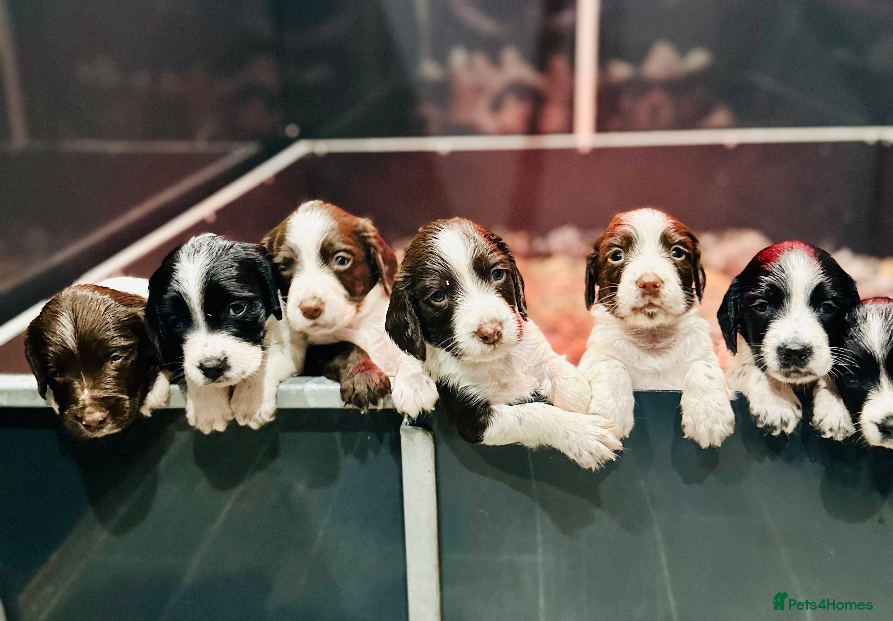 English Springer Spaniel dogs KC English Springer Spaniels  - Advert 2