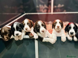 English Springer Spaniel dogs KC English Springer Spaniels - Advert 4
