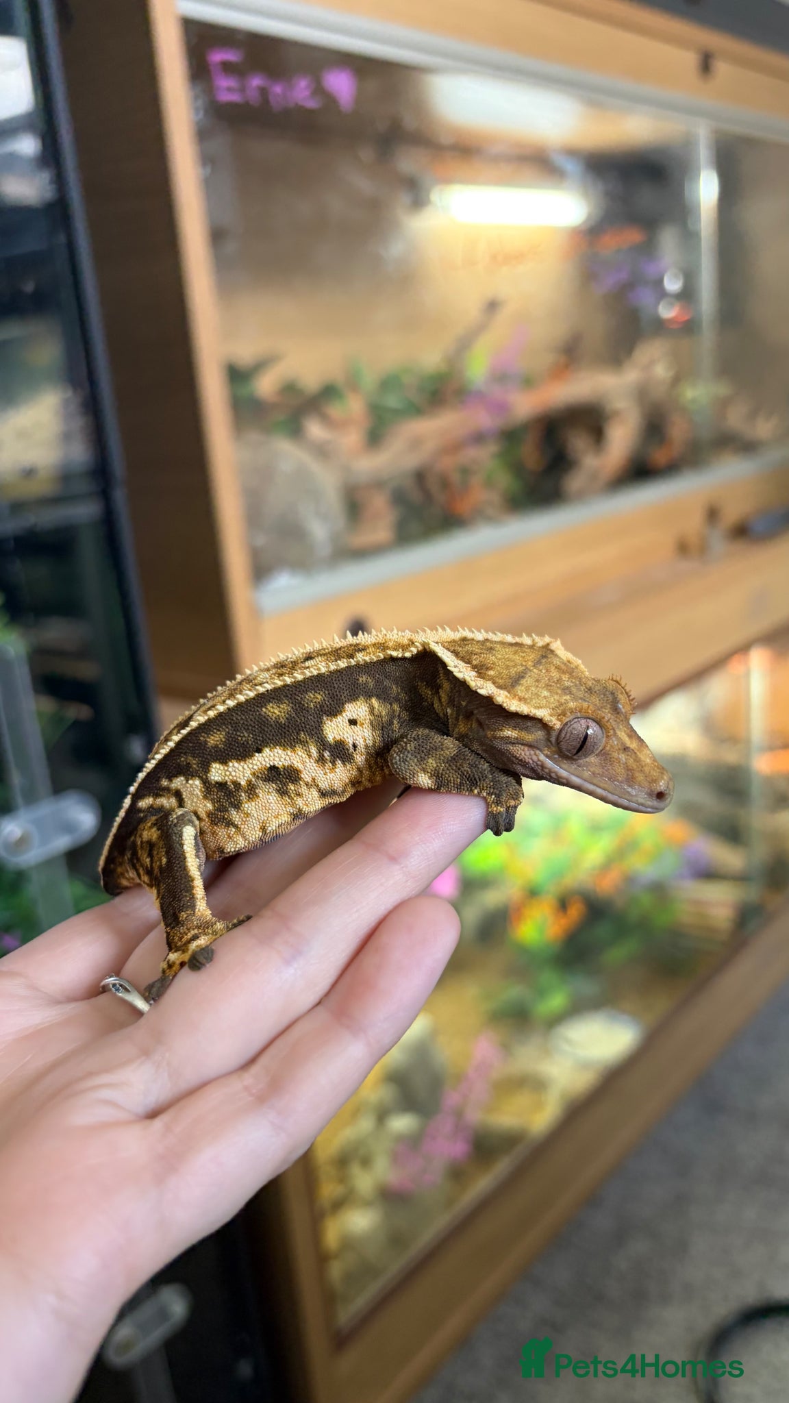 Gecko reptiles Crested geckos  - Advert 5