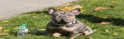 French Bulldog dogs for sale: Ready to go! Top quality French bulldogs  - Advert 18