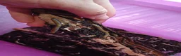 Millipedes invertebrates for sale: Bumble Millipede Colony – 50+ Mixed Sizes – £50 - Advert 2