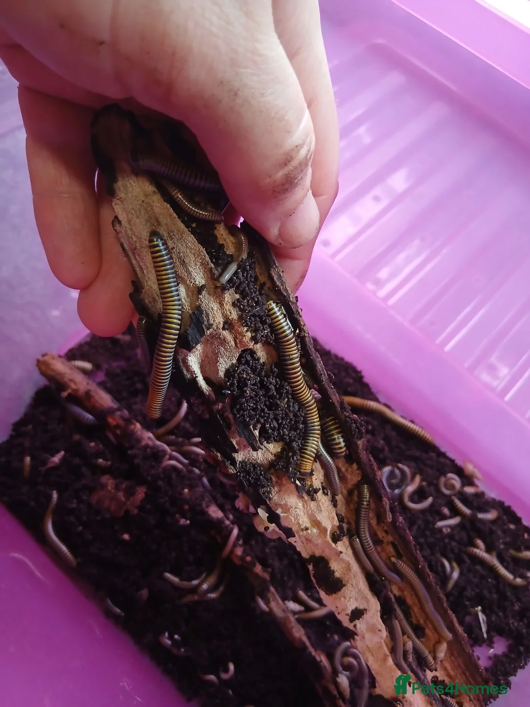 Millipedes invertebrates for sale: Bumble Millipede Colony – 50+ Mixed Sizes – £50 - Advert 2