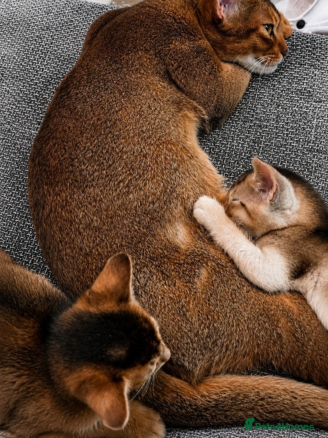 Abyssinian cats Abyssinian Kittens HCM Clear | Champion Bloodlines - Advert 2