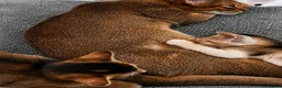 Abyssinian cats for sale: Abyssinian Kittens HCM Clear | Champion Bloodlines - Advert 9