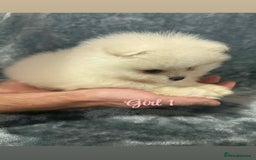 Pomeranian dogs for sale: Teddy bear optic white Pomeranians puppies - Advert 8