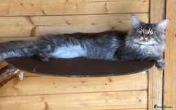 Maine Coon cats for stud: Active Tica duel Gccf Maine Coons in Grantham - Image 12