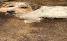 Jackapoo dogs for sale: Stunning Jackapoo pups  - Image 12