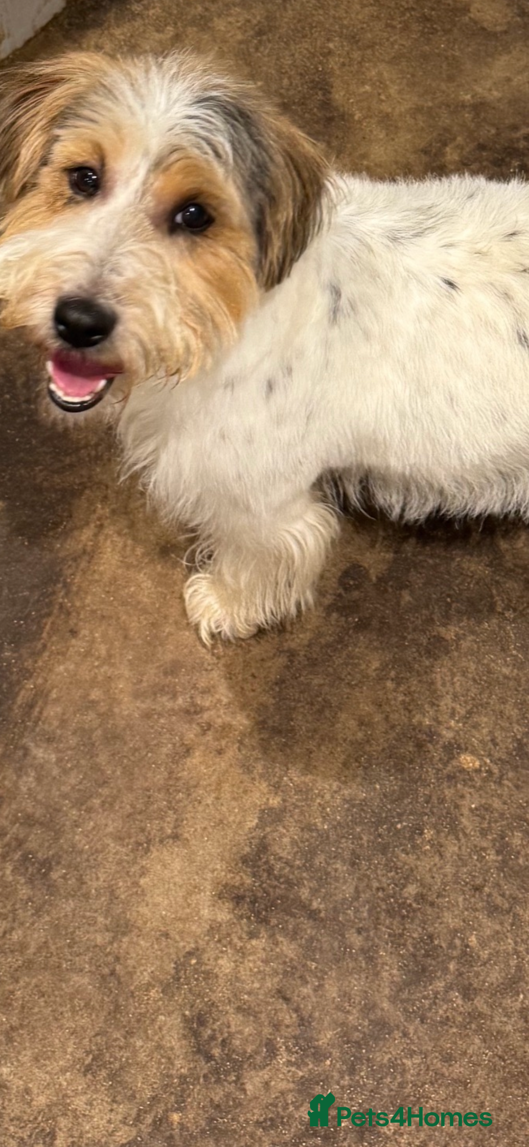 Jackapoo dogs for sale: Stunning Jackapoo pups  - Image 12