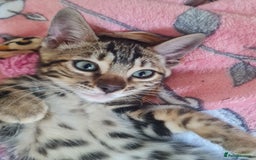 Bengal cats for sale: TICA Registered Pedigree Brown Bengal Kittens - Image 1
