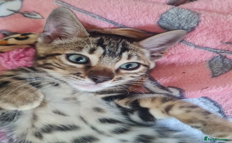 Bengal cats - Advert 1