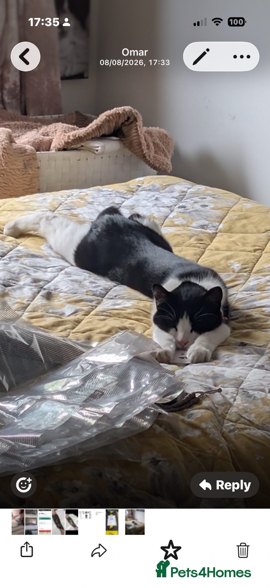 Mixed Breed cats Socks - Advert 4