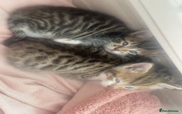 Mixed Breed cats for sale: Mixed breed kittens for adoption  in Dagenham - Image 5