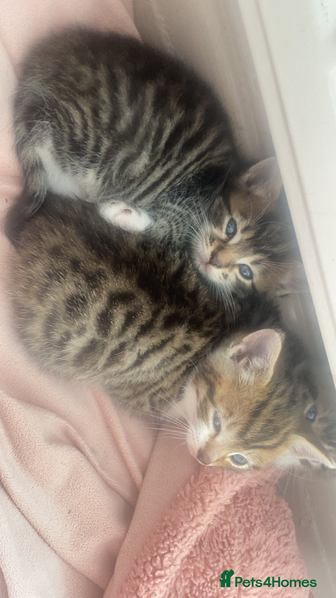 Mixed Breed cats for sale: Mixed breed kittens for adoption  in Dagenham - Image 5