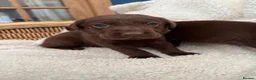 Labrador Retriever dogs for sale: Chocolate Labrador Puppies - Advert 5