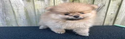 Pomeranian dogs for sale: Adorable, KC Registered Pomeranian Puppies in Colchester - Advert 15