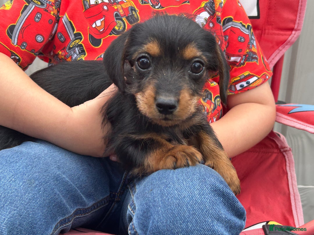 Mixed Breed dogs for sale: Dorkie puppies - Image 6