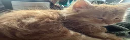 Munchkin cats for sale: Ginger kitten for sale in Walsall - Advert 3