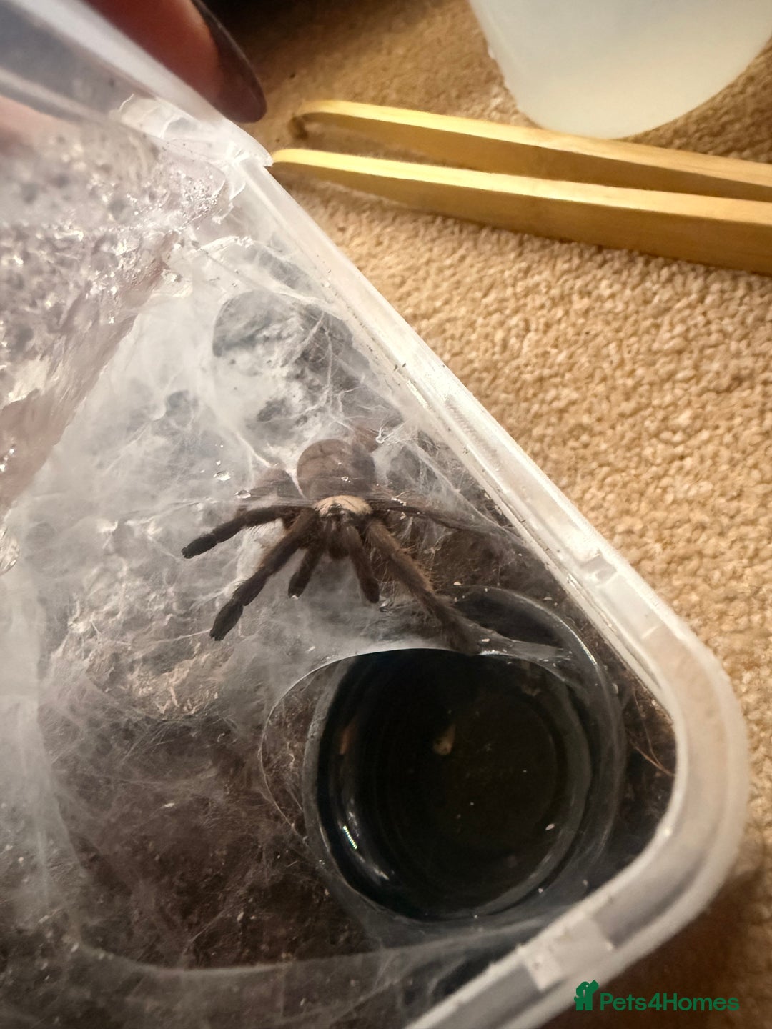 Tarantulas invertebrates for sale: 5-6cm Chilobrachys fimbriatus - tarantula  - Advert 2