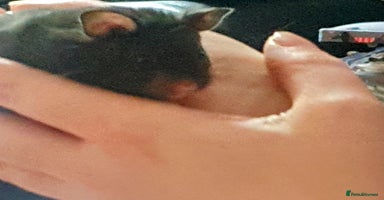 Hamster rodents - Advert 1