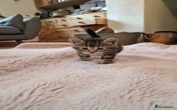 Maine Coon cats for sale: Beautiful Mainecoon X  9 kittens  - Image 13