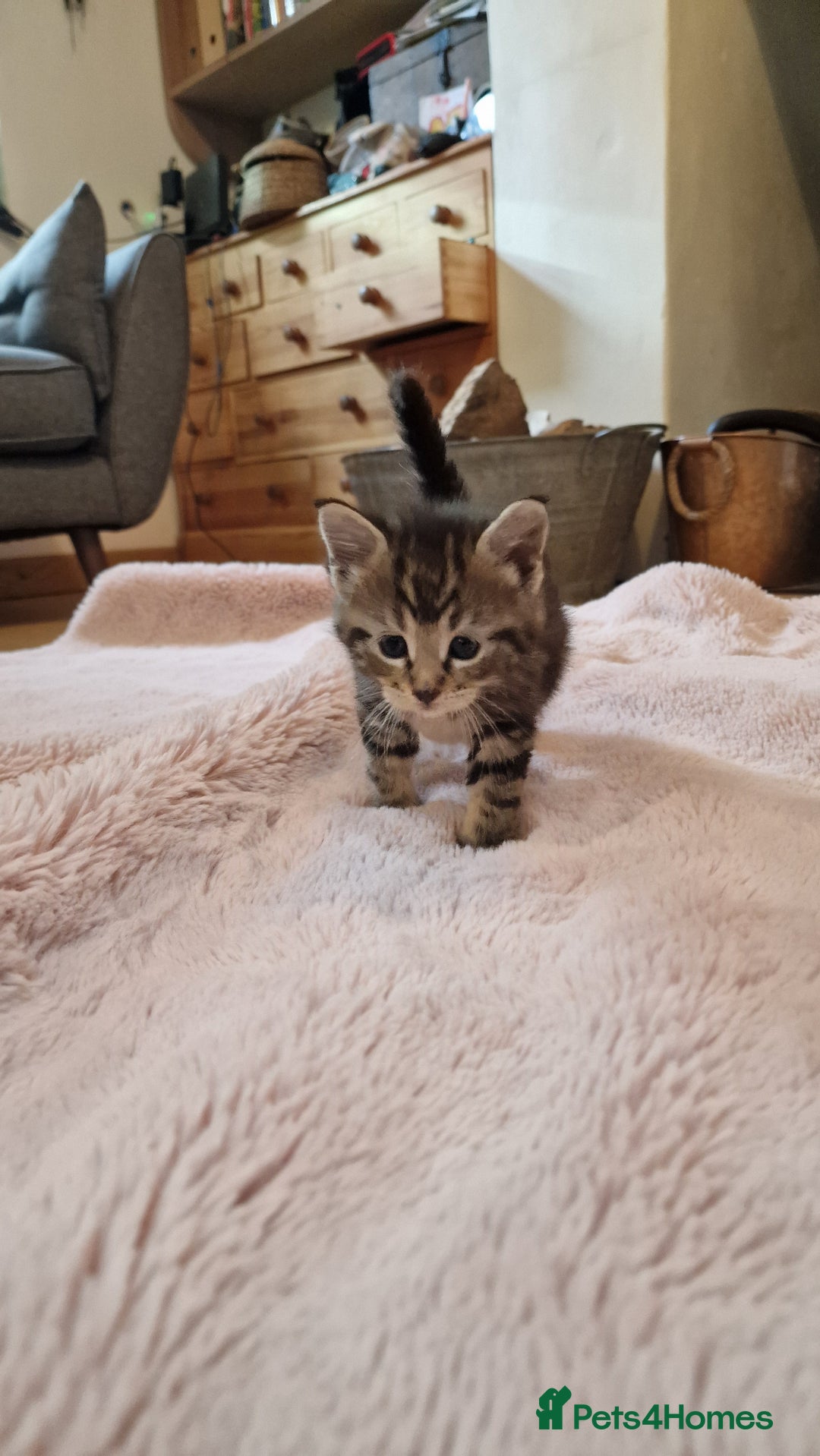 Maine Coon cats for sale: Beautiful Mainecoon X  9 kittens  - Image 13