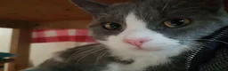 Mixed Breed cats for sale: LOOKING FOR A LOVING FOREVER HOME FOR LOKI in Nottingham - Advert 3