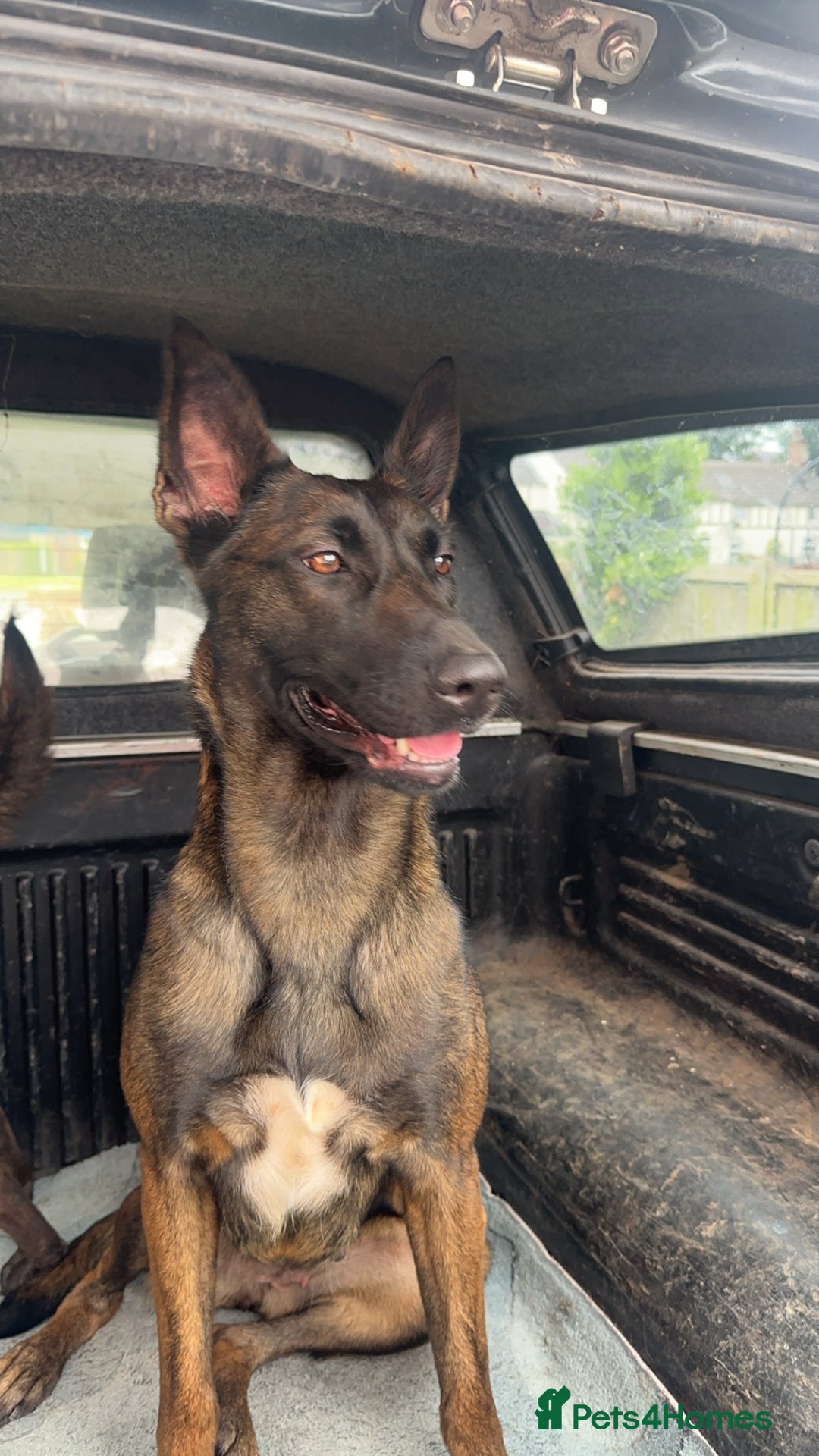 Belgian Shepherd Dog dogs for sale: Beautiful Malinois Needs Loving Active Home - Image 3