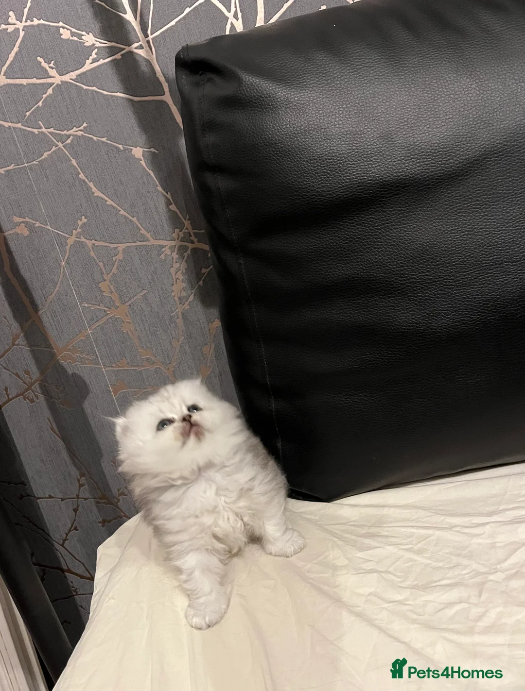 Persian cats for sale: SOLD .  - Advert 10