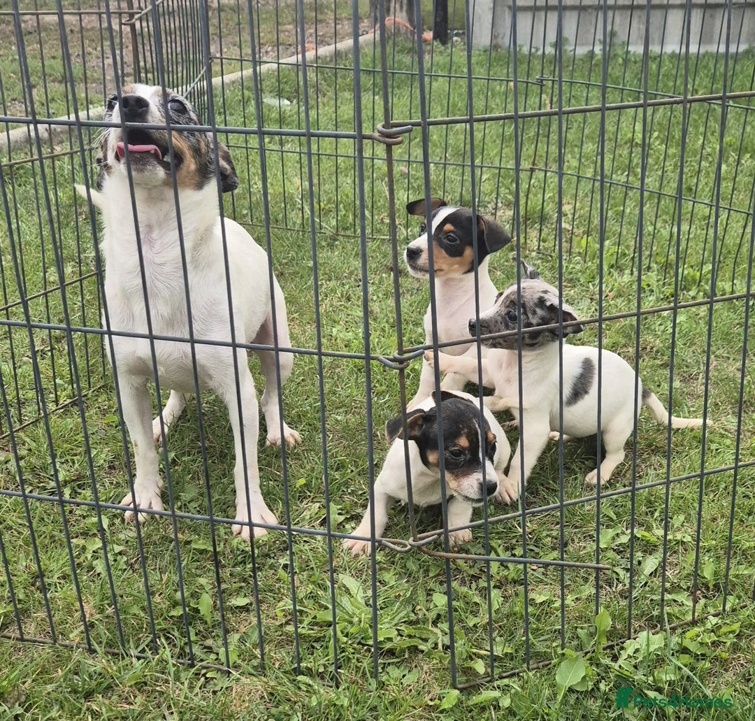 Jack Russell dogs for sale: Beautiful Jack Russell Puppies - Image 6