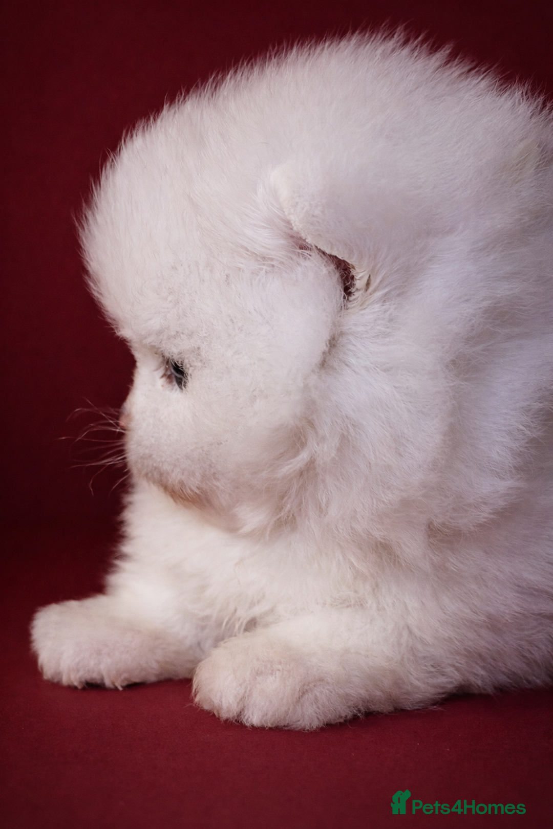 Pomeranian dogs for sale: KC Registered, Teddy bear face , tiny Pomeranians  - Advert 14