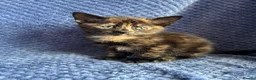 Maine Coon cats for sale: Maine coon x  - Advert 14