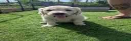 Golden Retriever dogs for sale: LAST GIRL Chunky cream and golden puppy  - Advert 9