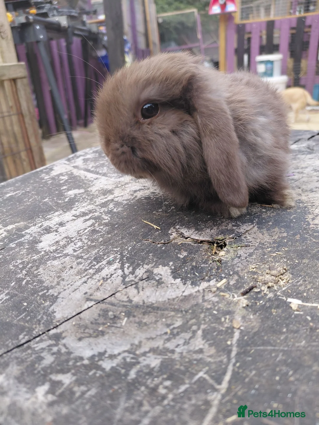 Mini Lop rabbits for sale: READ THE ADD ,Vaccinated tiny bucks READY NOW - Advert 2