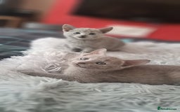 Russian Blue cats for sale: TICA Russian Blue Kittens Pedigree - Image 9