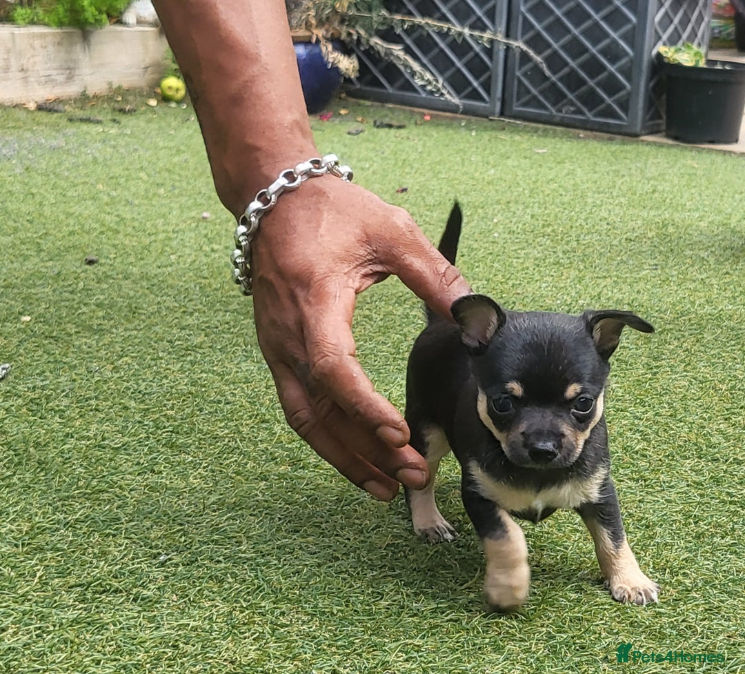 Chihuahua dogs for sale: 2 beautiful boys for sale  in Loughborough - Image 17