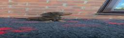 Miniature Dachshund dogs for sale: KC REGISTERED BEAUTIFUL MINIATURE LONGHAIRS - Advert 6