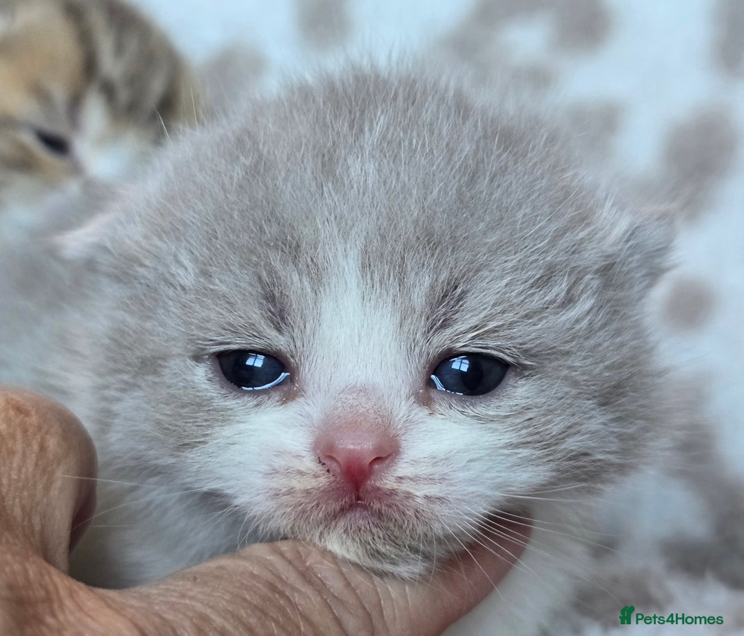 British Shorthair cats for sale: 1 BOY LEFT TICA reg BSH and BLH kittens - Advert 35