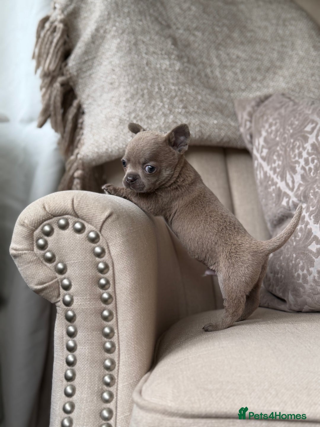 Chihuahua dogs for sale: Chihuahua Boys Short Haired  - Image 9
