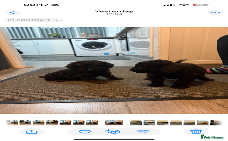 Cockapoo dogs - Advert 14